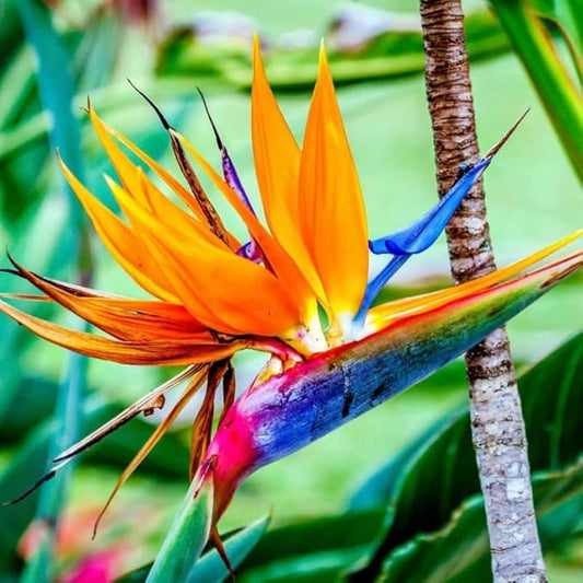 Bird of Paradise Plant Live, 5" to 12" Tall, Established Roots, Strelitzia Reginae Live Plant Houseplant Indoor Outdoor (Orange)
