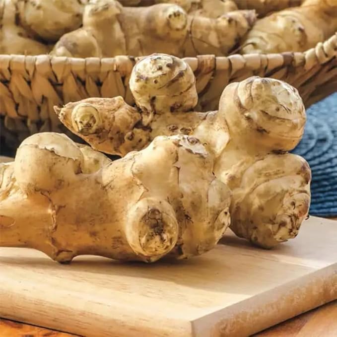 1 Pound Large Jerusalem Artichokes Tubers for Planting, Fresh Sunchokes Sunroots, Hardy Edible Perennial Roots for Outdoor Vegetable Garden
