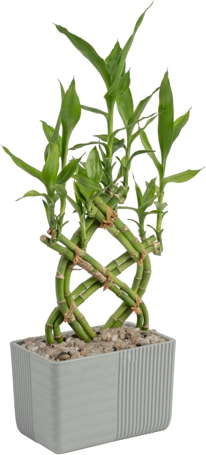 Costa Farms Lucky Bamboo Plant, Easy to Grow Live Houseplant in Indoor Bamboo Pot, Potting Mix, Grower's Choice, Birthday Gift, Home, Office, Plant Shelf Zen Room Decor, 12-Inches Tall