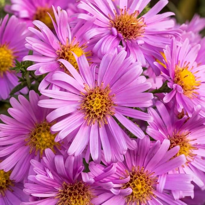 Live Aster Plant for Planting, Vibrant Pink Blooms 4-9 Inch Tall, Hardy and Perennial Aster, Ideal for Container and Outdoor Growing