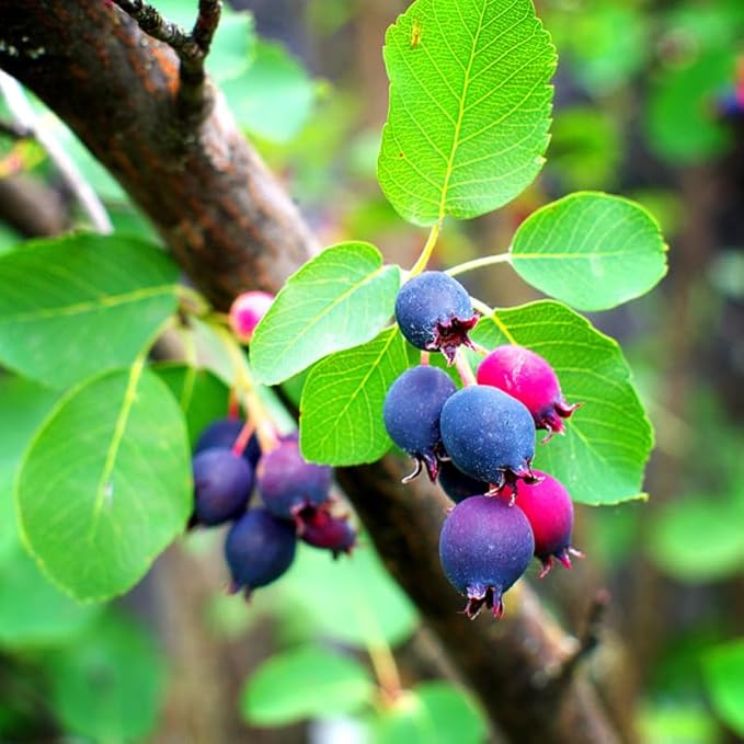 Serviceberry Live Plant, 12-18 Inch Tall Tree in Quart Pot, Edible Berry Tree and Ornamental Shrub for Garden or Landscape