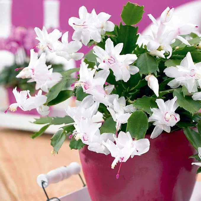 2 White Christmas Cactus Plants, Thanksgiving Cactus 3-6 Inch Tall, Winter Succulents Flowers Container Hanging Basket Indoor Outdoor Planting