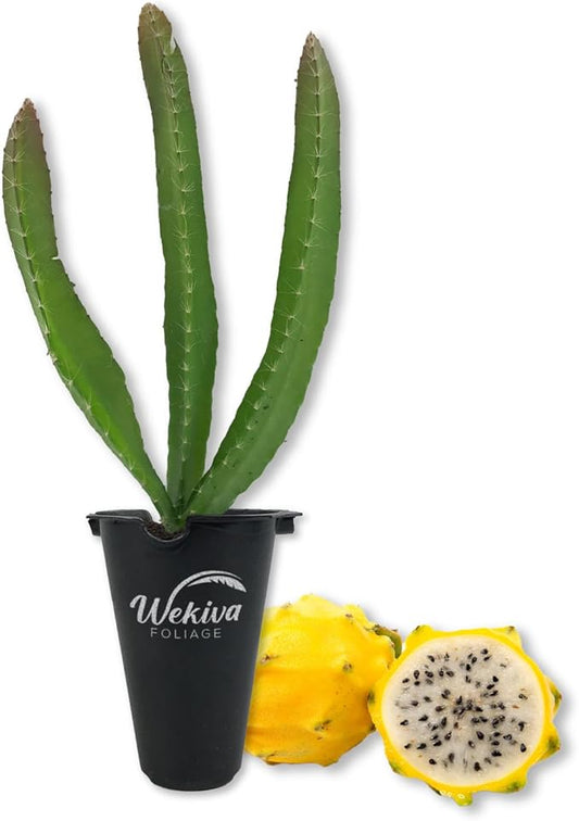 Yellow Dragon Fruit Tree - 1 Live Starter Plant - Selenicereus Megalanthus - Edible Tropical Fruit Plant from Florida