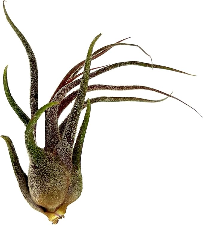 ragnaroc Air Plants - Tillandsia Pruinosa, Large 3-5" - 1ct - Live Arrival Guaranteed - House Plants for Home Decor & Gift