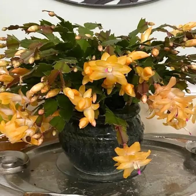 Yellow Peachy Thanksgiving Cactus Live Plant in 2" Pot, Holiday Christmas Cactus Plants Live, Winter Bloom, Indoor Planting