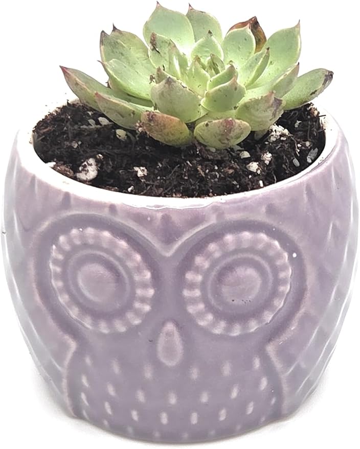 Blisse Wood Owl Planter (Purple)