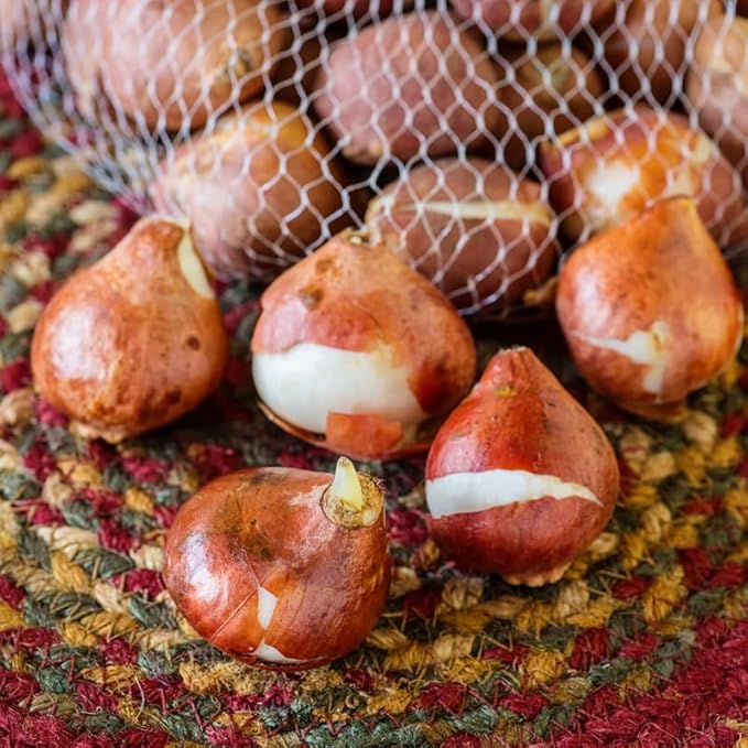 20 Rembrandt Tulip Bulbs for Spring Planting, Mix Large Tulip Bulbs for Fall Planting, Flower Bulbs Garden Indoor Outdoor