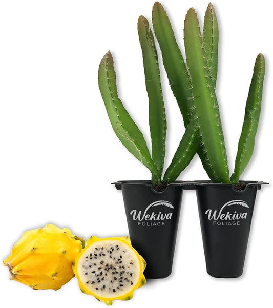 Yellow Dragon Fruit Tree - 2 Live Starter Plants - Selenicereus Megalanthus - Edible Tropical Fruit Plant from Florida