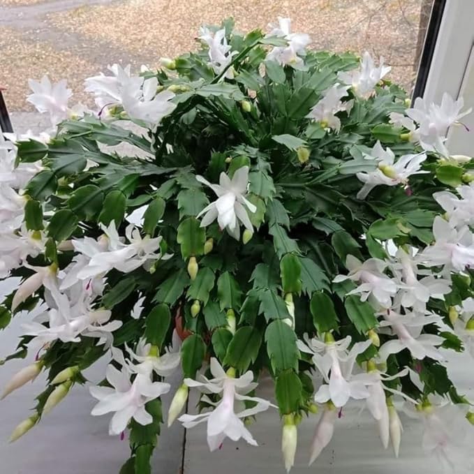 Christmas Cactus Plants Live, Thanksgiving Cactus Easter Cactus Like, 4-8 Inc Tall, Cold Hardy, Holiday Cactus for Indoor Outdoor Planting, Starter Size (White)