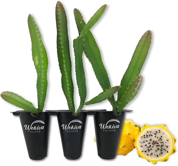Yellow Dragon Fruit Tree - 3 Live Starter Plants - Selenicereus Megalanthus - Edible Tropical Fruit Plant from Florida