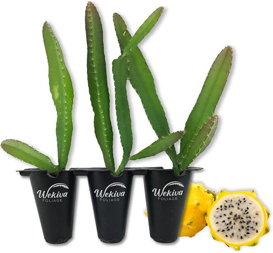 Yellow Dragon Fruit Tree - 3 Live Starter Plants - Selenicereus Megalanthus - Edible Tropical Fruit Plant from Florida