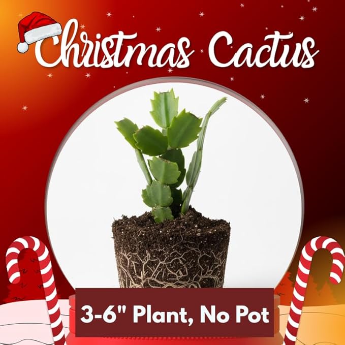 Yellow Christmas Cactus Plant, 3-6" Tall Colorful Holiday Cactus Houseplant Easy Care Tropical Flowering Succulent Live Plants, Well Rooted, No Pot
