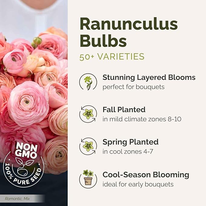 Ranunculus Bulbs - Red - 100 Bulbs - Red Flower Bulbs, Corm Attracts Bees, Attracts Pollinators, Easy to Maintain & Grow, Fragrant, Container Garden