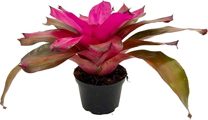 ragnaroc Live Plants – Bromeliad Neoregelia Tatiana, 8-12" in 6" Pot - 1ct - Live Arrival Guaranteed - House Plants for Home Decor & Gift