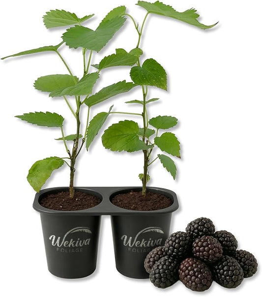 Illinois Everbearing Mulberry Tree - 2 Live Starter Plants - Morus - Edible Fruit Tree for The Patio and Garden