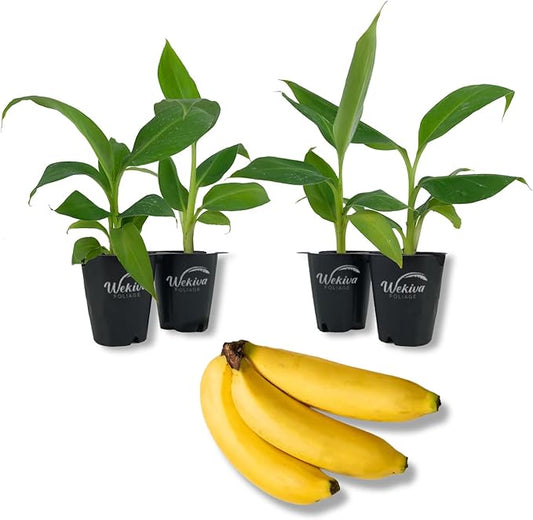 Dwarf Cavendish Banana Tree - 4 Live Starter Plants - Musa - Edible Fruit Bearing Tree for The Patio and Garden