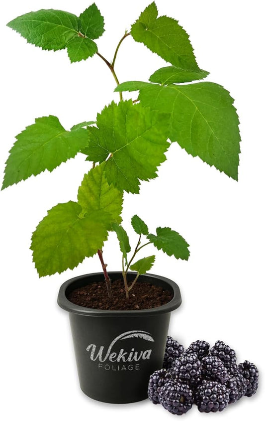 Triple Crown BlackBerry Plant - 1 Live Starter Plant - Rubus - Edible Fruit Bearing Bush for Patio and Garden