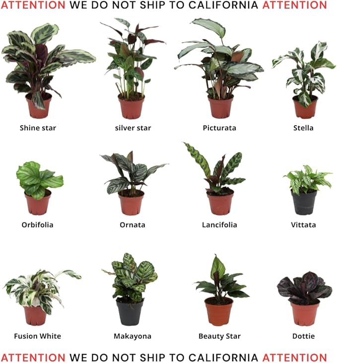CoollectivePlants Calathea Assorted Collection - Live Indoor Plants in 4" Growers Pot, Easy to Grow Beginner Houseplant, Pet Friendly Plants Indoor Décor (10 Pack)