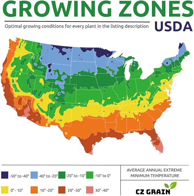 (Best) Jewel Strawberry Plants - Bare Root Plants to Grow Strawberries - Ready to Ship - No Ship to California (20 Strawberry Plants)
