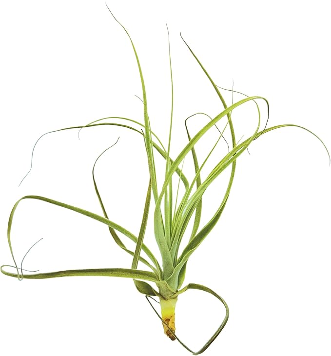 ragnaroc Air Plants - Tillandsia Straminea Jumbo 6-9" - 1ct - Live Arrival Guaranteed - House Plants for Home Decor & Gift