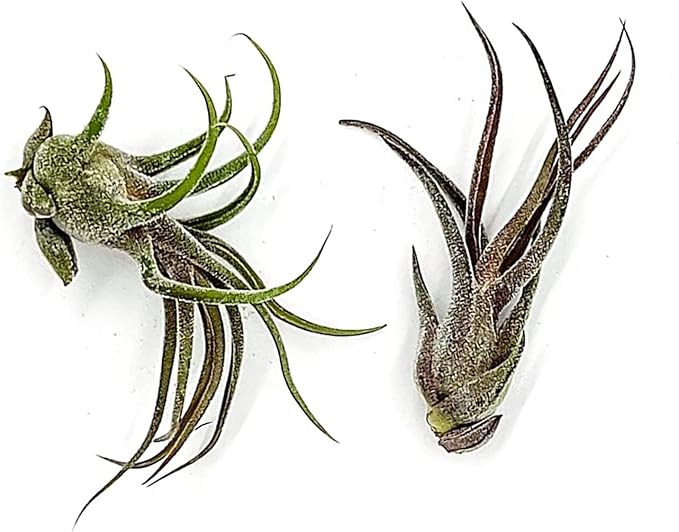 ragnaroc Air Plants - Tillandsia Pruinosa, Large 3-5" - 2ct - Live Arrival Guaranteed - House Plants for Home Decor & Gift