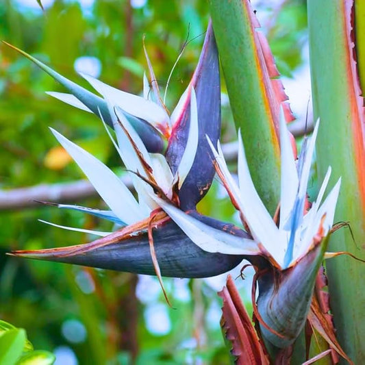 Bird of Paradise Plant Live, 5" to 12" Tall, Established Roots, Strelitzia Reginae Live Plant Houseplant Indoor Outdoor (Giant White)