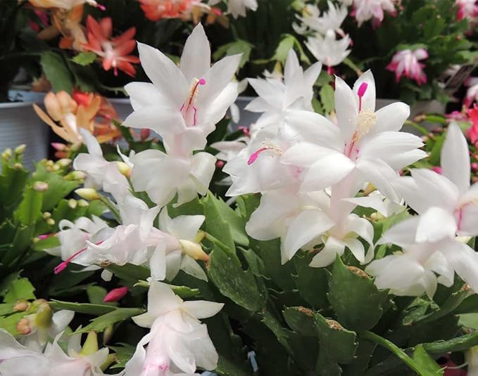 American Plant Exchange Christmas Cactus Plant, Live Flowering Indoor Houseplant, 8-Inch Pot, Hanging Basket, Easy to Care, Pet Safe, Assorted Colors Growers Choice