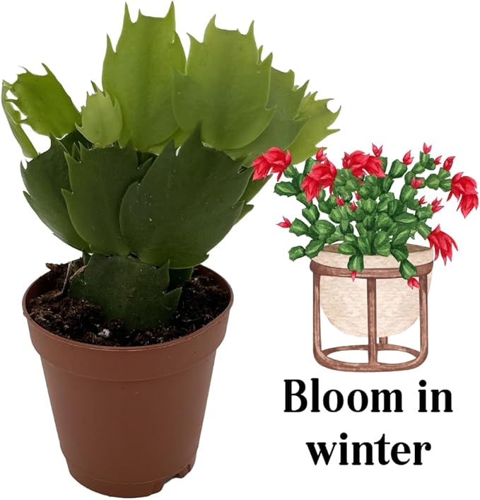 Christmas Cactus Plants Live, Thanksgiving Cactus Easter Cactus Like, 4-8 Inc Tall, Cold Hardy, Holiday Cactus for Indoor Outdoor Planting, Starter Size (Yellow)