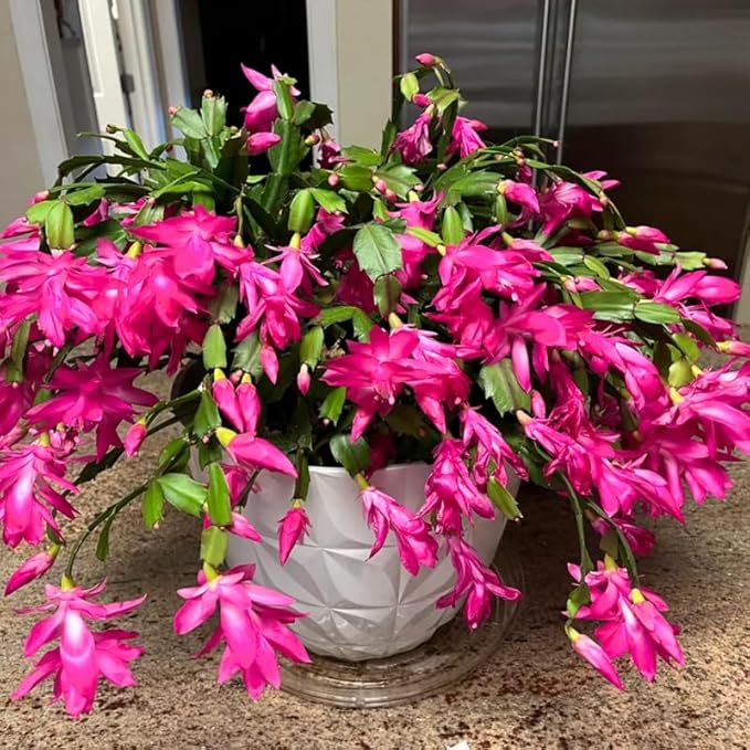 2 Christmas Cactus Plants Live, Starter Holiday Thanksgiving Cactus Plant for Indoor Outdoor Houseplants, Fasle Easter Cactus Plants Like, Cold Hardy, 5-9" in Tall, No Pot (Pink)
