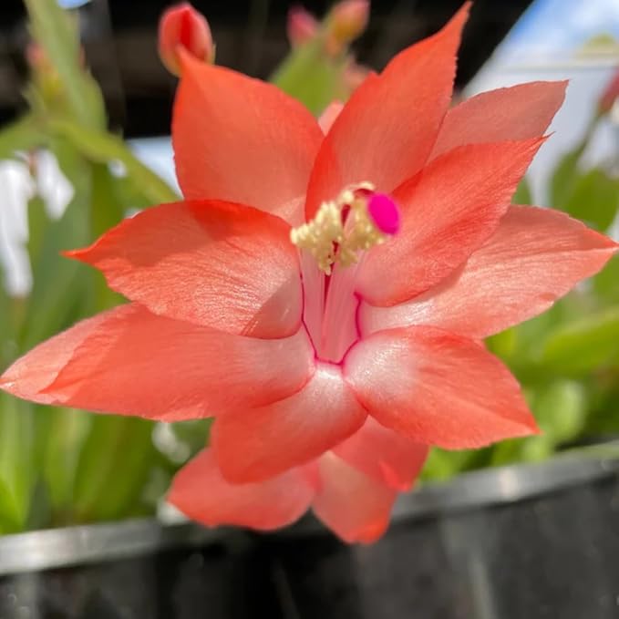 2 Christmas Cactus Plants Live, Starter Holiday Thanksgiving Cactus Plant for Indoor Outdoor Houseplants, Fasle Easter Cactus Plants Like, Cold Hardy, 5-9" in Tall, No Pot (Salmon)