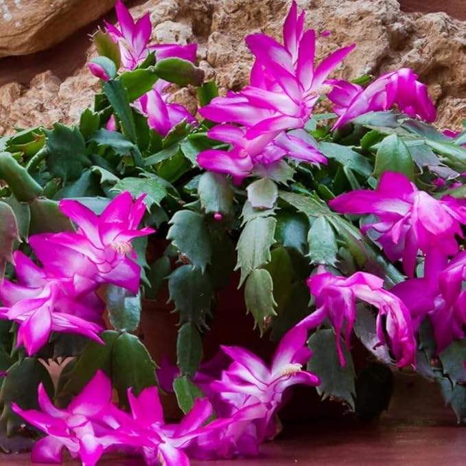 2 Purple Christmas Cactus Plants, Thanksgiving Cactus 3-6 Inch Tall, Winter Succulents Flowers Container Hanging Basket Indoor Outdoor Planting