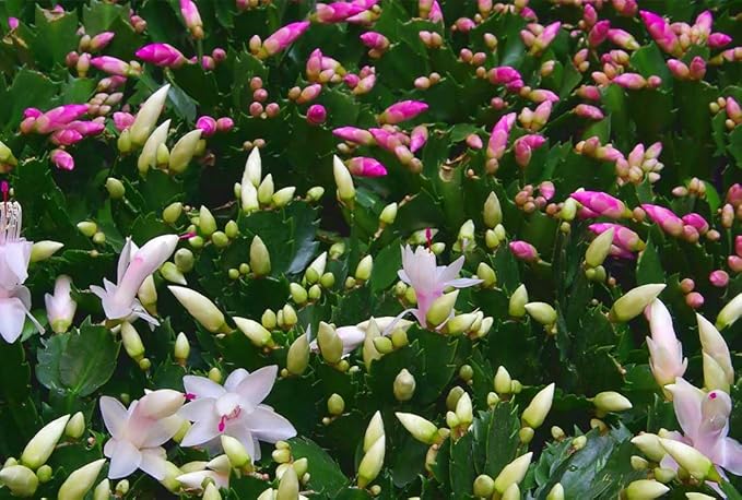 American Plant Exchange Christmas Cactus Plant, Live Flowering Indoor Houseplant, 8-Inch Pot, Hanging Basket, Easy to Care, Pet Safe, Assorted Colors Growers Choice