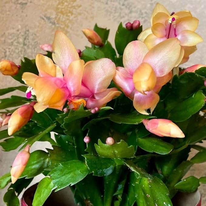 Yellow Christmas Cactus Plant, 3-6" Tall Colorful Holiday Cactus Houseplant Easy Care Tropical Flowering Succulent Live Plants, Well Rooted, No Pot