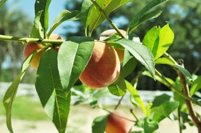 American Plant Exchange Peach Tree 'Belle of Georgia' – 5-Gallon Pot – Live Fruit-Bearing Tree, Cold-Hardy, Sweet & Juicy White Peach Harvest for Home Orchards, Gardens & Edible Landscapes