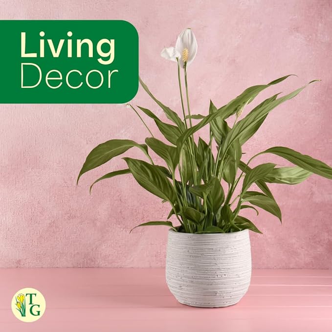 Thorsen's Greenhouse Live Peace Lily Plant, Spathyphylum, Low Light, Natural Air Purifier Live Indoor Plant, 4-6" Diameter Pot (Coffee, 4-inch Pot)