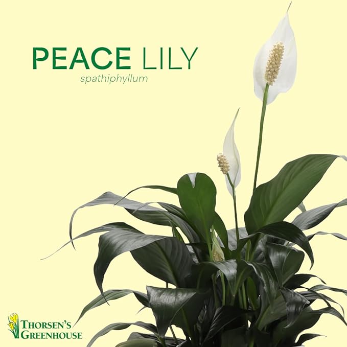 Thorsen's Greenhouse Live Peace Lily Plant, Spathyphylum, Low Light, Natural Air Purifier Live Indoor Plant, 4" Diameter Pot (Blush, 4-inch Pot)