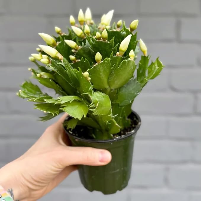 Christmas Cactus Plants Live, Thanksgiving Cactus Easter Cactus Like, 4-8 Inc Tall, Cold Hardy, Holiday Cactus for Indoor Outdoor Planting, Starter Size (Random Single Bloom)