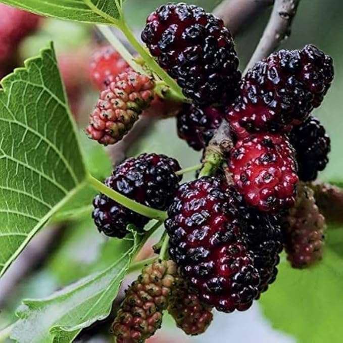 Mulberry Tree Live Plant, 5 to 8 Inch Tall, Sweet Mulberry Plant Live Seedling, No Pot, Edible Mulberries Fruit Tree Plant (Dwarf Everbearing Mulberry)