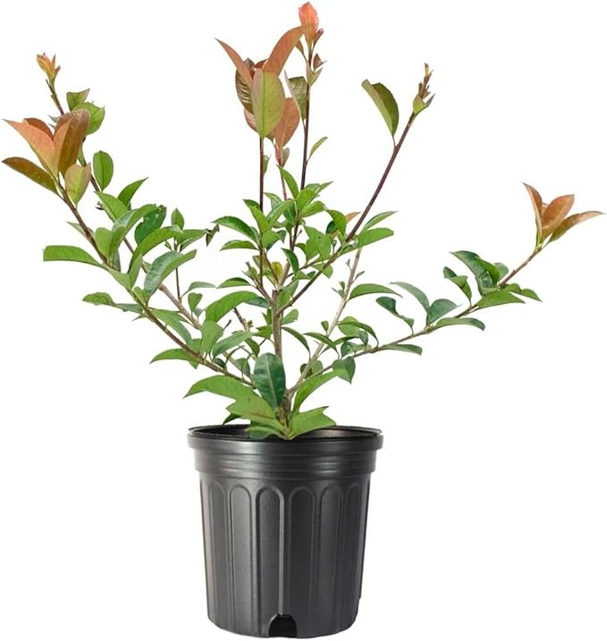 Red Tip | 2 Large Gallon Size Plants | Photinia Fraseri | Evergreen Shrub, Fast Growing Privacy Hedge, Year-Round Color, Low Maintenance, Ornamental Foliage, Ideal for Landscaping, Dense Growth