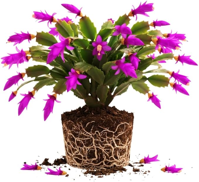 Purple Christmas Cactus Plant, 3-6" Tall Colorful Holiday Cactus Houseplant Easy Care Tropical Flowering Succulent Live Plants, Well Rooted, No Pot