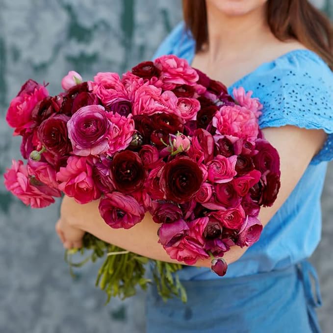 Eden Brothers Ranunculus Bulbs - Vineyard Mix