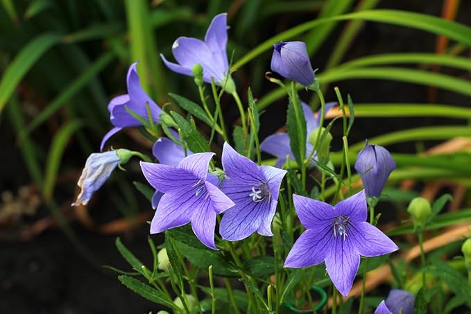 1400 Balloon Flower Seeds- Toraji - Chinese Bell Flower Seeds - Roots are Edible.