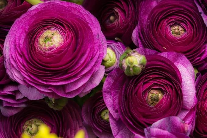 Purple Ranunculus Bulbs for Planting - Stunning Color and Long Lasting Blooms, Easy to Grow (5 Bulbs)