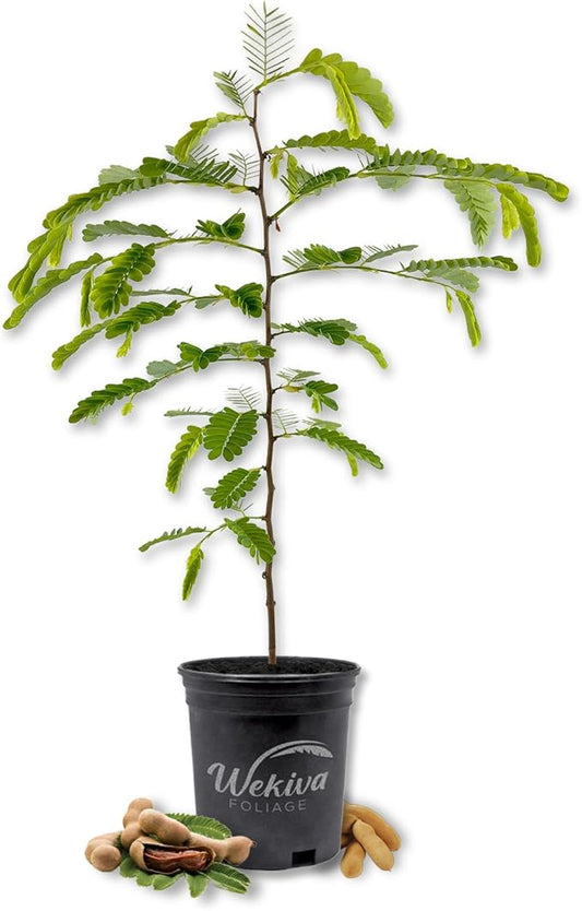 Tamarind Tree - Sampaloc - Live Plant in a 1 Gallon Growers Pot - Tamarindus Indica - Beautiful Edible Fruit Bearing Tree for Patio and Garden