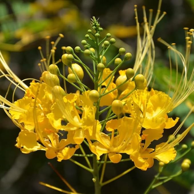 Yellow Mexican Bird of Paradise Plant Live, Pride of Barbados Dwarf Poinciana Tree in 4" Pot, 6 to 8 Inches in Tall