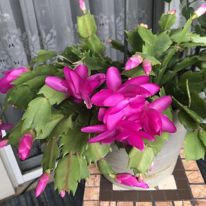 Purple Christmas Cactus Plant, 3-6" Tall Colorful Holiday Cactus Houseplant Easy Care Tropical Flowering Succulent Live Plants, Well Rooted, No Pot