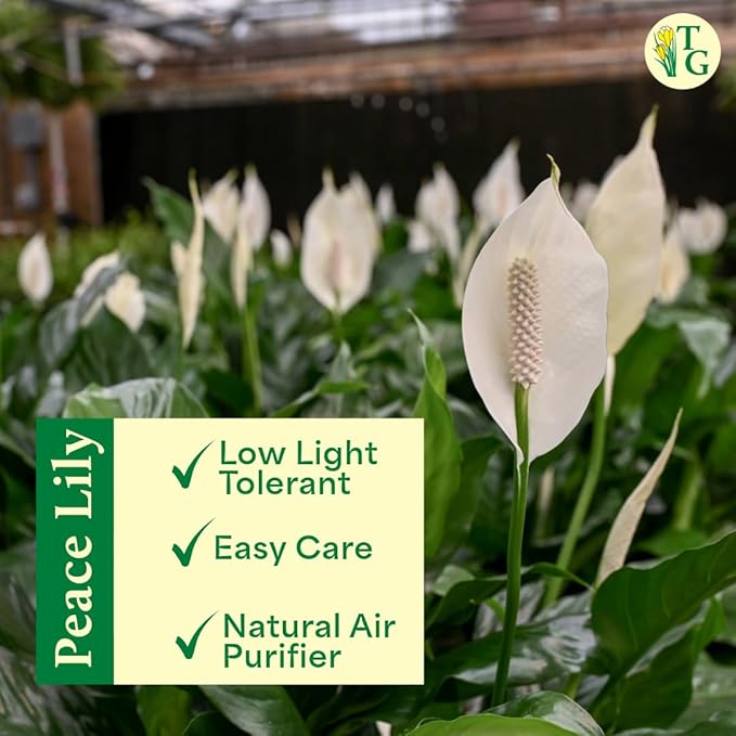 Thorsen's Greenhouse Live Peace Lily Plant, Spathyphylum, Low Light, Natural Air Purifier Live Indoor Plant, 4" Diameter Pot (Gold, 4-inch Pot)