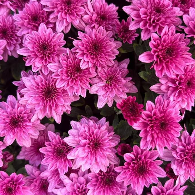 Pack 3 Purple Chrysanthemum Plants, Mums Plants Live, 3 to 6 Inch Tall Garden Mum Live Plant, Vibrant Fall Blooms, Hardy Chrysanthemum Flowers, No Pot