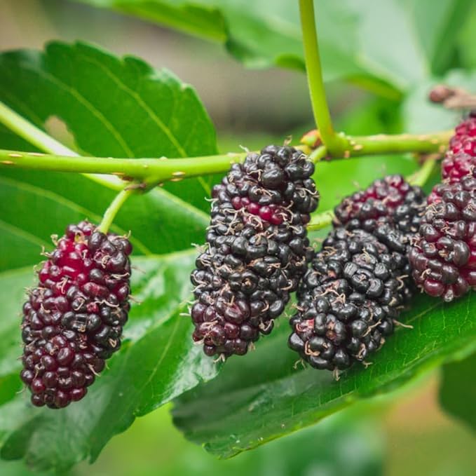 Mulberry Tree Live Plant, 5 to 8 Inch Tall, Sweet Mulberry Plant Live Seedling, No Pot, Edible Mulberries Fruit Tree Plant (Illinois Everbearing Mulberry)