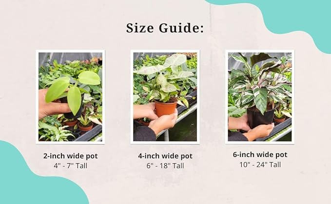 CoollectivePlants Monstera Swiss Cheese – Live Monstera Plant in 4″ Grower’s Pot, Easy Care and Low Maintenance Indoor Houseplant, Includes UniHeat Pack for Winter Protection